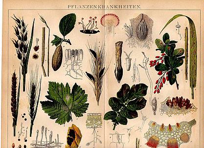 Orig.-Farblitho aus 1882: Pflanzen Krankheiten