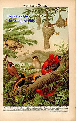 Orig.-Chromo aus 1894: Webervögel