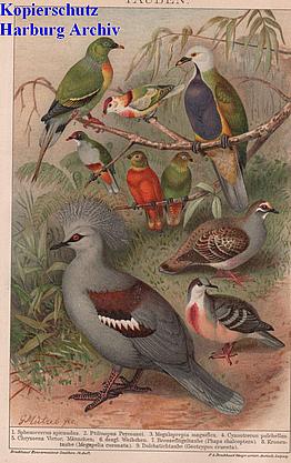 Orig.-Chromo aus 1894: Tauben (Taube)