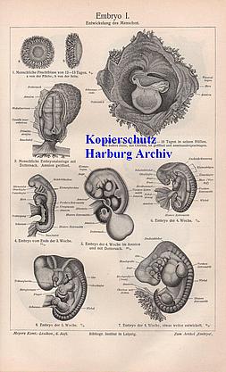 Orig.-Druck aus 1902: Embryo I-II (Fötus)