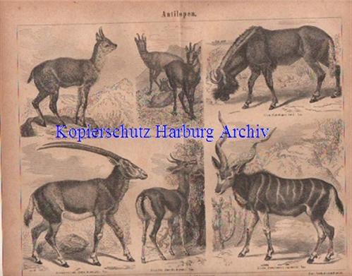 Orig.-Stiche aus 1876: Antilopen (Gazelle, Knu, Gemse)