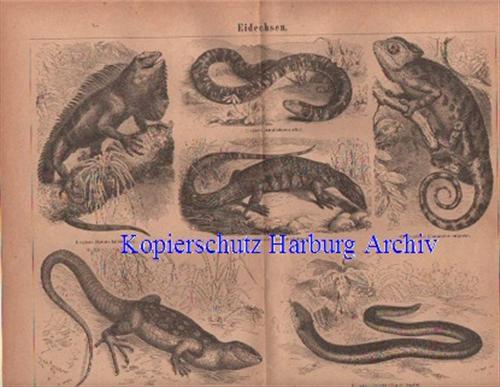 Orig.-Stiche aus 1876: Eidechsen (Leguan)
