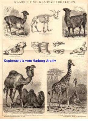 Orig.-Stich aus 1882: Kamele und Kamelopardaliden (Kamel, Lama)