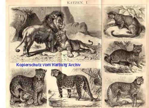 Orig.-Stich aus 1882: Katzen I-II (Wildkatze, Jaguar, Tiger, Löwe)