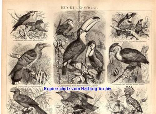 Orig.-Stich aus 1882: Kuckucksvögel (Tukan, Wiedehopf)