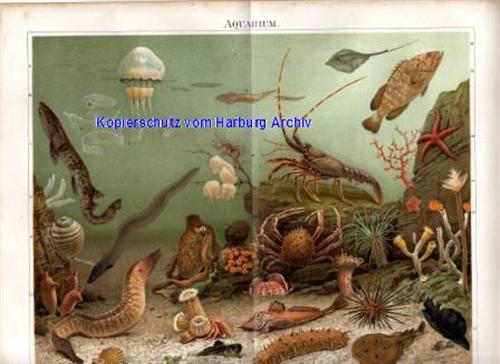 Orig.-Farblitho aus 1893: Aquarium (Meereswasser)