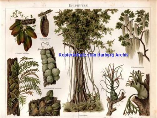 Orig.-Farblitho aus 1893: Epiphyten (Schmarotzerpflanzen)