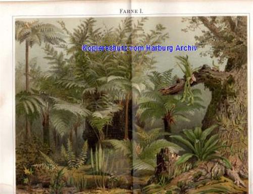 Orig.-Farblitho aus 1893: Farne I-III (Farn)