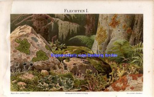 Orig.-Farblitho aus 1893: Flechten (Pilzart)