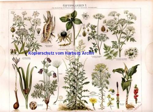 Orig.-Farblitho aus 1893: Giftpflanzen I+II (Fingerhut)
