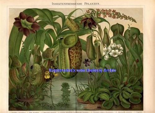 Orig.-Farblitho aus 1893: Insektenfressende Pflanzen