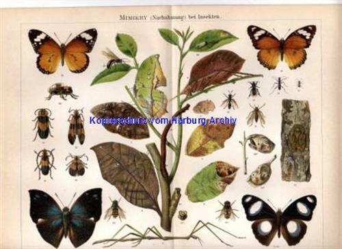 Orig.-Farblitho aus 1893: Mimikry (Nachahmung der Insekten)
