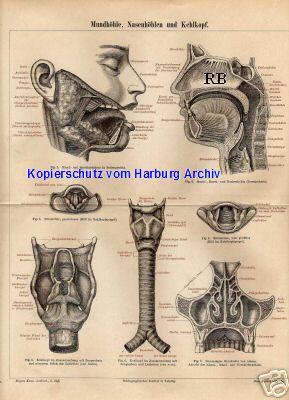 Orig.-Stich aus 1893: Mundhöhle Nasenhöhlen Kehlkopf
