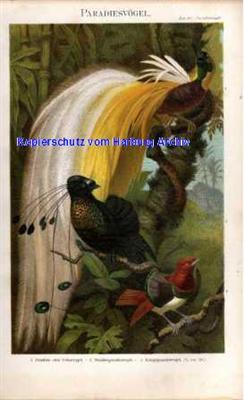 Orig.-Farblitho aus 1893: Paradiesvögel (Göttervogel)