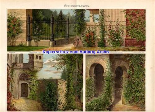 Orig.-Farblitho aus 1893: Schlingpflanzen (Kletterpflanze)