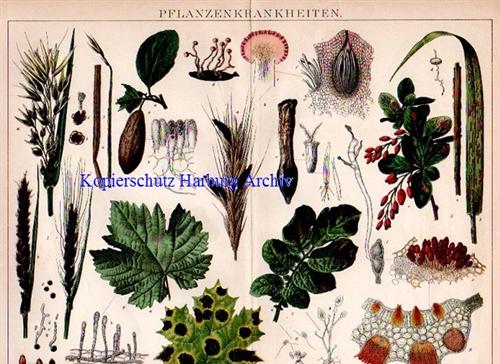 Orig.-Chromo aus 1894: Pflanzenkrankheiten