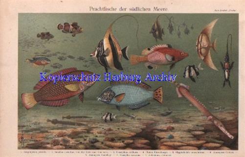 Orig.-Farblitho 1902: Prachtfische der südlichen Meere