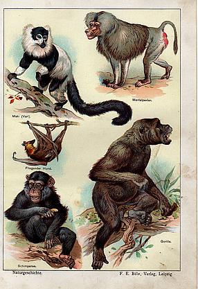 Farb.-Druck aus 1901: Affen