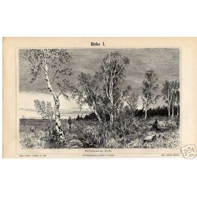 Orig.- Stich aus 1893: Birke I-II (Birken)