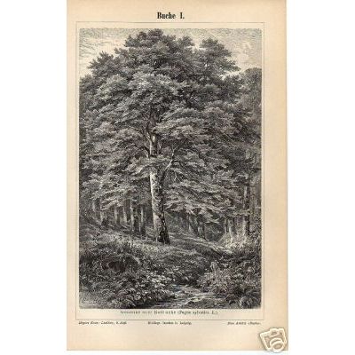 Orig.- Stich aus 1893: Die Buche I-II