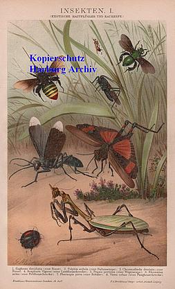 Orig.-Chromo aus 1894: Insekten I-IV