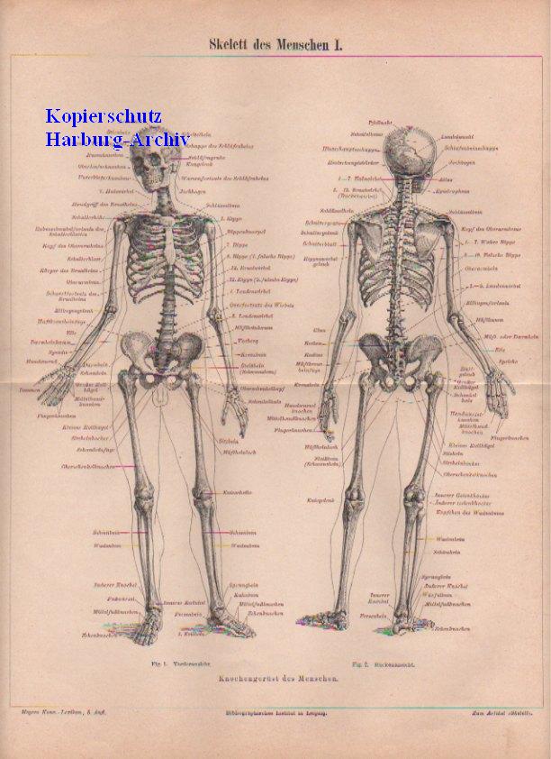 Orig.-Stich aus 1893: Skelett des Menschen I-II