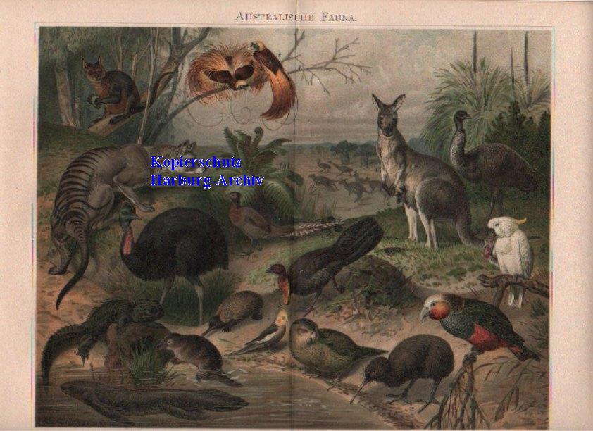 Orig.-Farblitho aus 1893: Die Australische Fauna