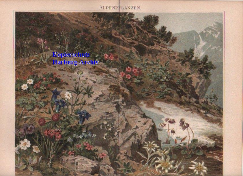Orig.-Farblitho aus 1893: Alpenpflanzen (Edelweiß)