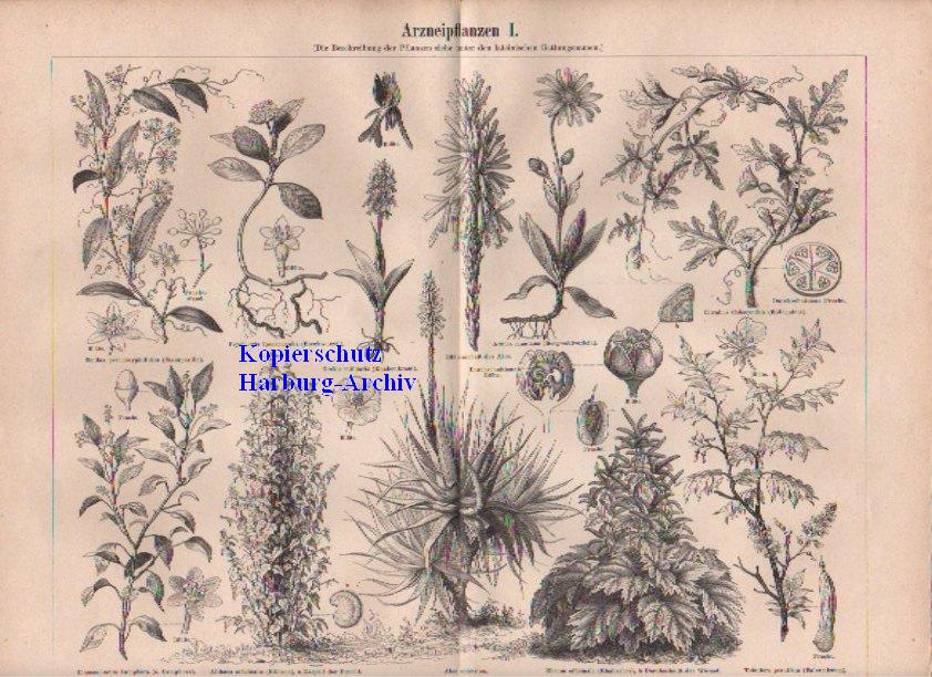 Orig.-Stich aus 1893: Arzneipflanzen I-III (Heilpflanzen)