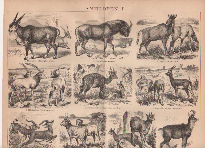Orig.-Stich aus 1882: Antilopen I-II