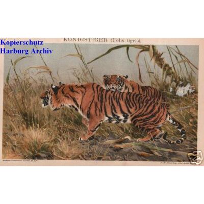 Orig.-Chromo aus 1894: Königstiger (Tiger)
