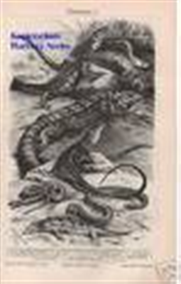 Orig.-Druck aus 1902: Eidechsen I-II