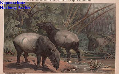 Orig.-Chromo aus 1894: Schabrackentapir (Tapir)