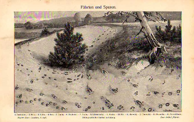 Orig.-Druck aus 1902: Fährten + Spuren (Hase, Katze, Reh, Dachs)
