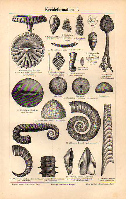 Orig.-Stich aus 1893: Kreideformation I-II