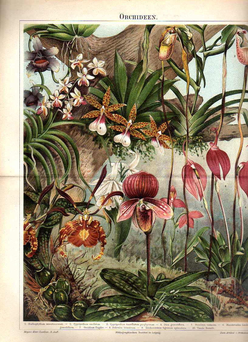 Orig.-Farblitho 1893: Orchideen