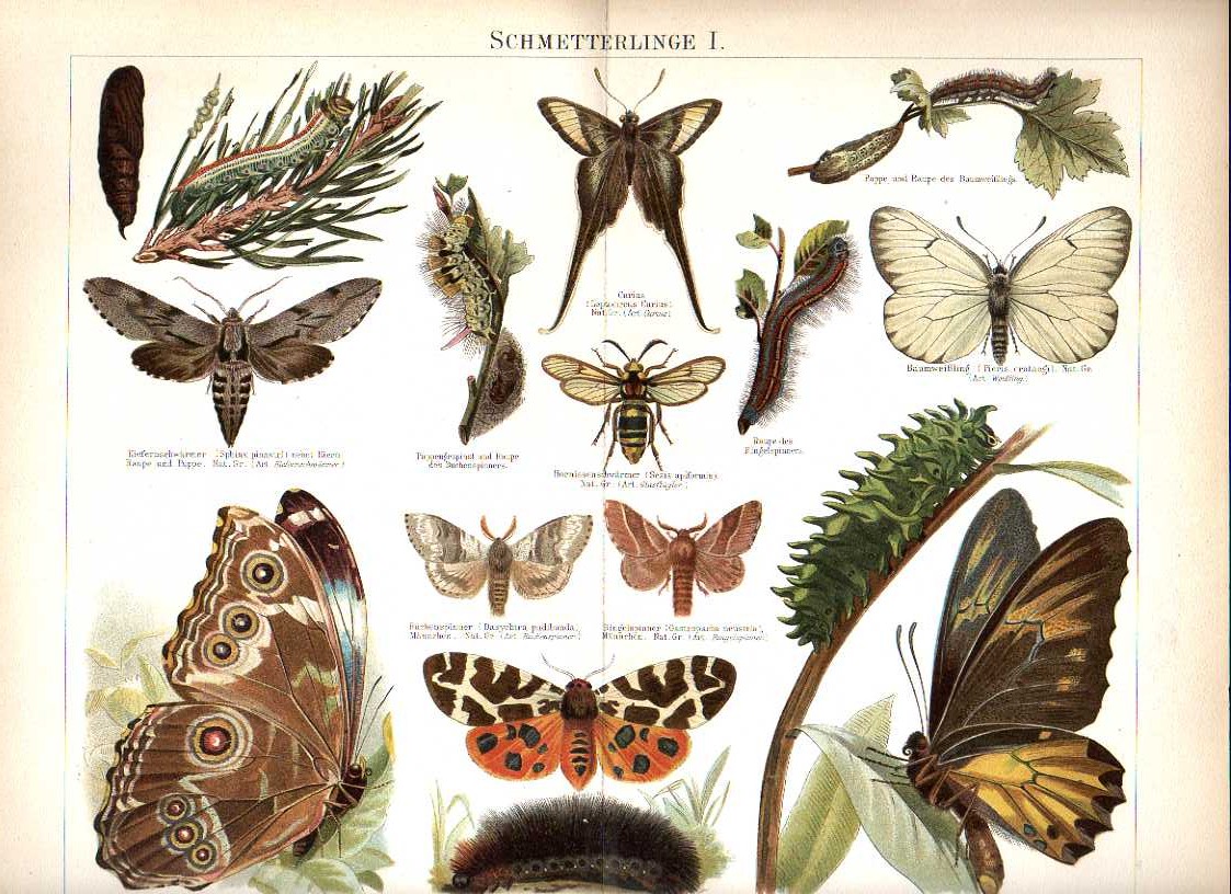 Orig.-Farblitho aus 1893: Schmetterlinge I-II