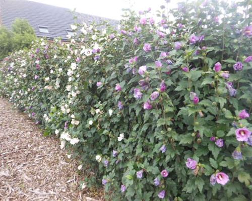 Hibiscus Syriacus Mix 100 Stück 15/25 Garteneibisch T9x9 Zier u