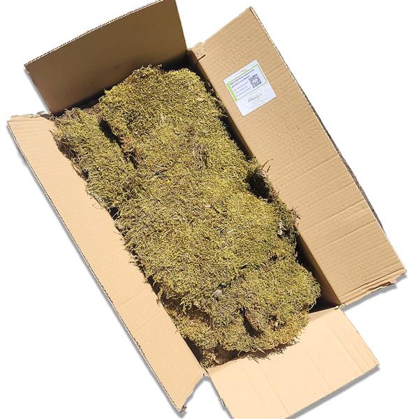 Lappenmoos 2kg im Karton