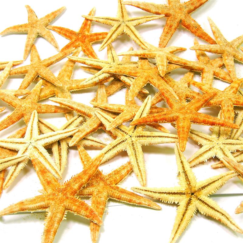 Seesterne große eckte Starfish orange