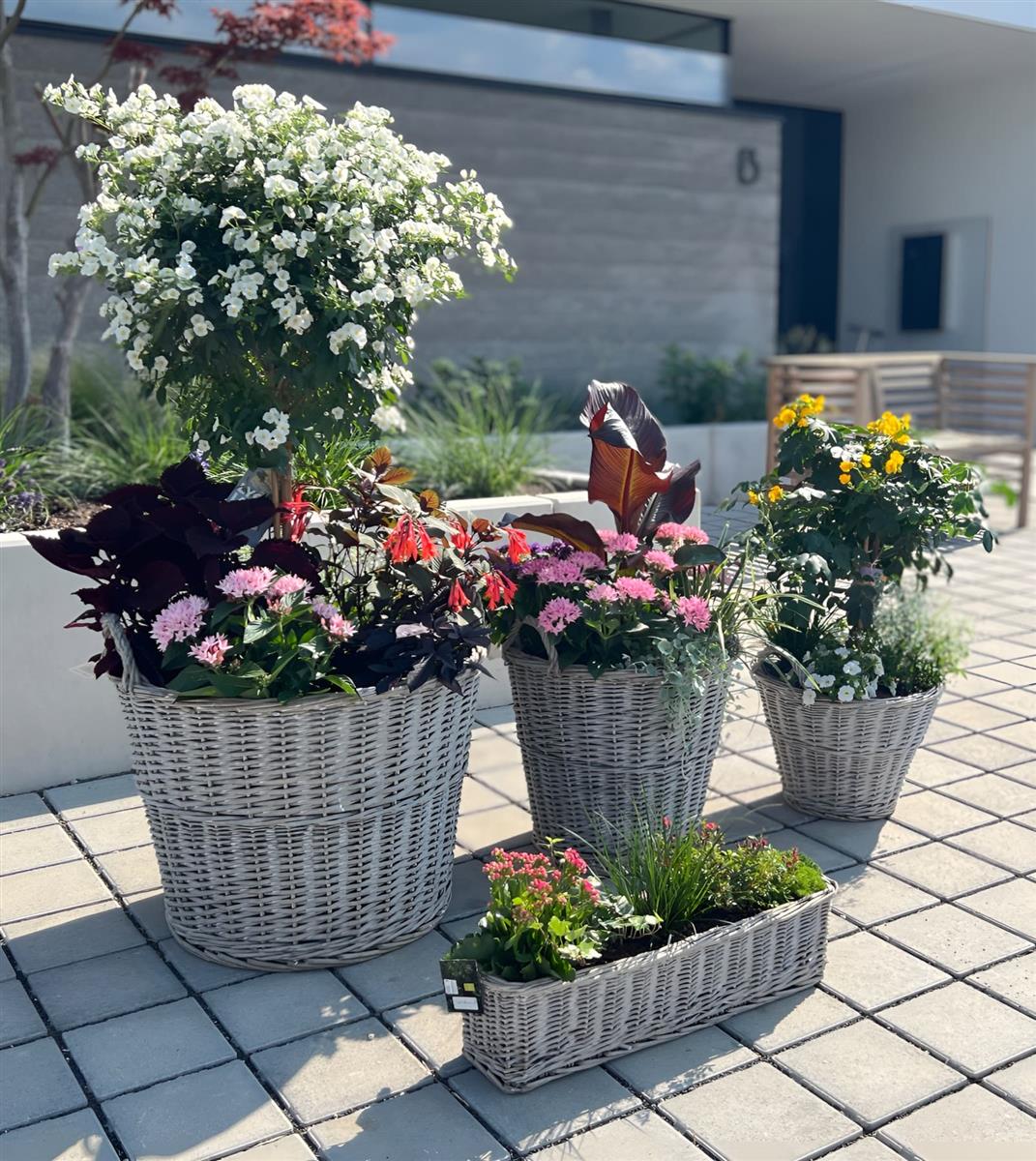 Garden Mile Pflanzgefäß – Hochlandkuh Aus Rattan, 40x30x16 Cm, Für Drinnen & Draußen