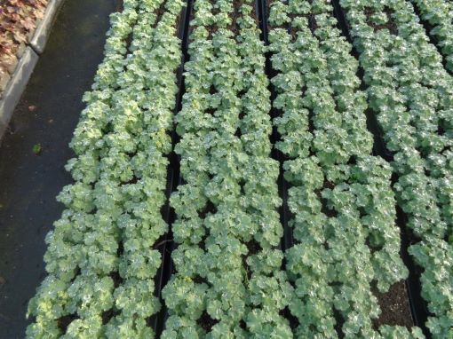 1 Frauenmantel Alchemilla mollis Bodendecker T9x9 winterharte Staude