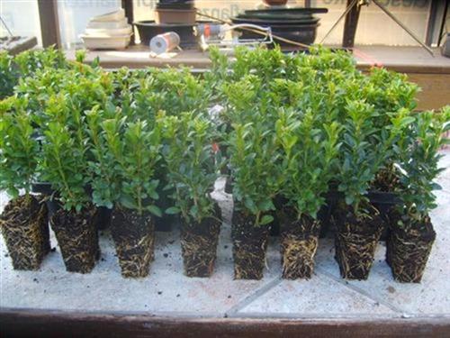 Buxus sempervirens 100 Stück  Buchsbaum 6-15 cm Größe veränderlich Hecken Buchs