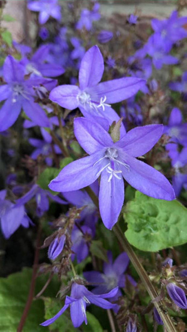 1 Campanula Poscharskyana Bodendecker winterhart Staude Glockenblume blauer Blütenteppich T9x9 Topf