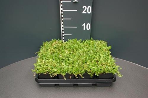 1 Fiederpolster grün Cotula Leptinella Rasenersatz immergrüner Bodendecker T9x9