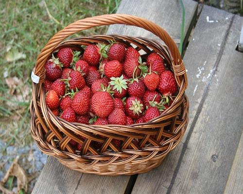 Erdbeerpflanzen 20 Fragaria Korona 10er Tray Erdbeeren