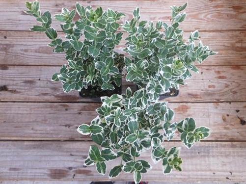 Euonymus 1 Stück fortunei  Emrald  n Gaiety  Spindelstrauch Bodendecker T9x9