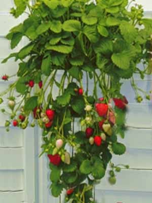10 Erdbeerpflanzen = ein 10erTray Fragaria Hängeerdbeere 10erTray  gewachsen winterhart  x
