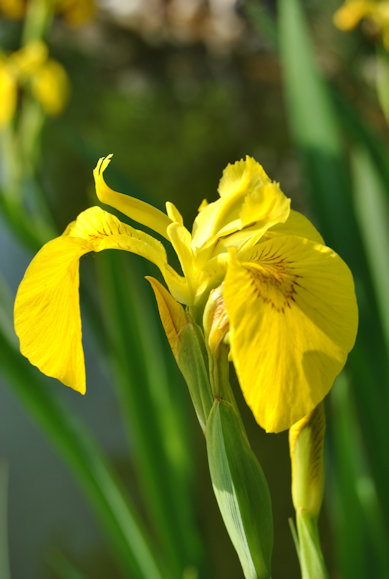 Wasserpflanze 3 Stück Iris pseudacorus, gelbe Sumpfschwertlilie T9x9