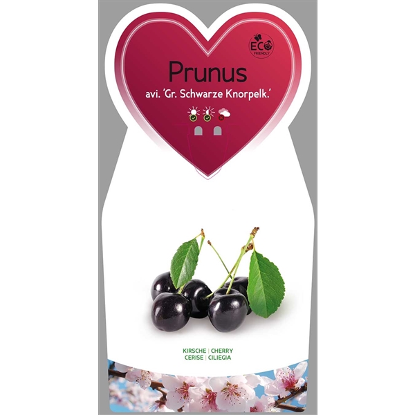 Kirsche 1 Stück Prunus Prunus-Gr-Schwarze-Knorpel Halbstamm T17x17 Obst